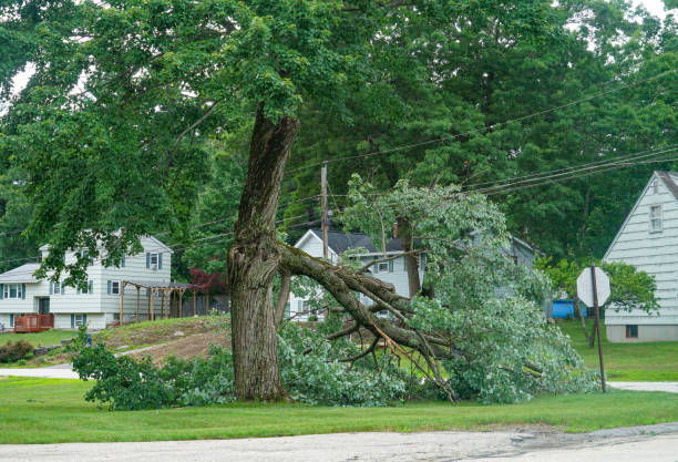 How Our Tree Care Process Works  in  Skokie, IL